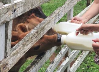 Rabbitchon, Antigong Adobo, Tiny Houses, and more at FarmShare Agri Park