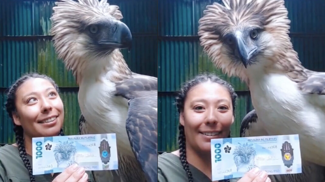 Animal Keeper Shares Photos Of Philippine Eagle Visible In Php1,000 ...