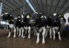 The Importance of Traceability in Milk: A Parent’s Checklist for Choosing High-Quality Milk Formula